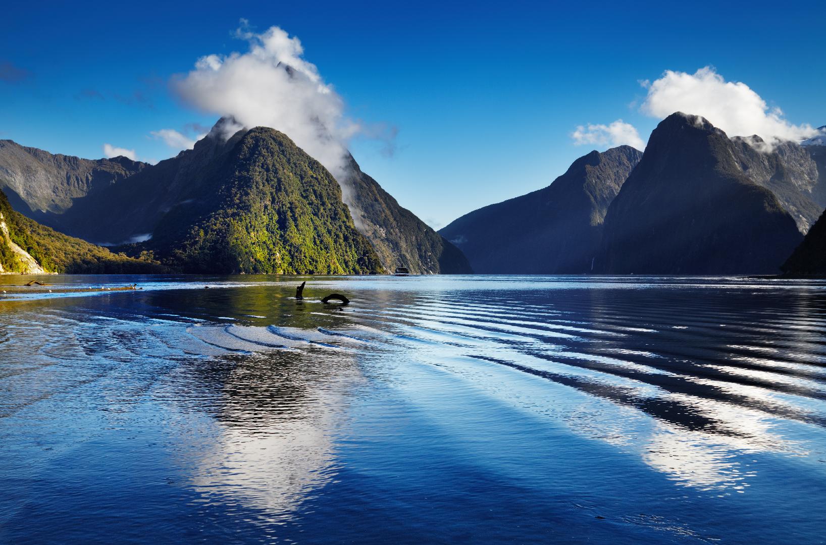 nhung dieu can biet ve hoc bong chinh phu new zealand